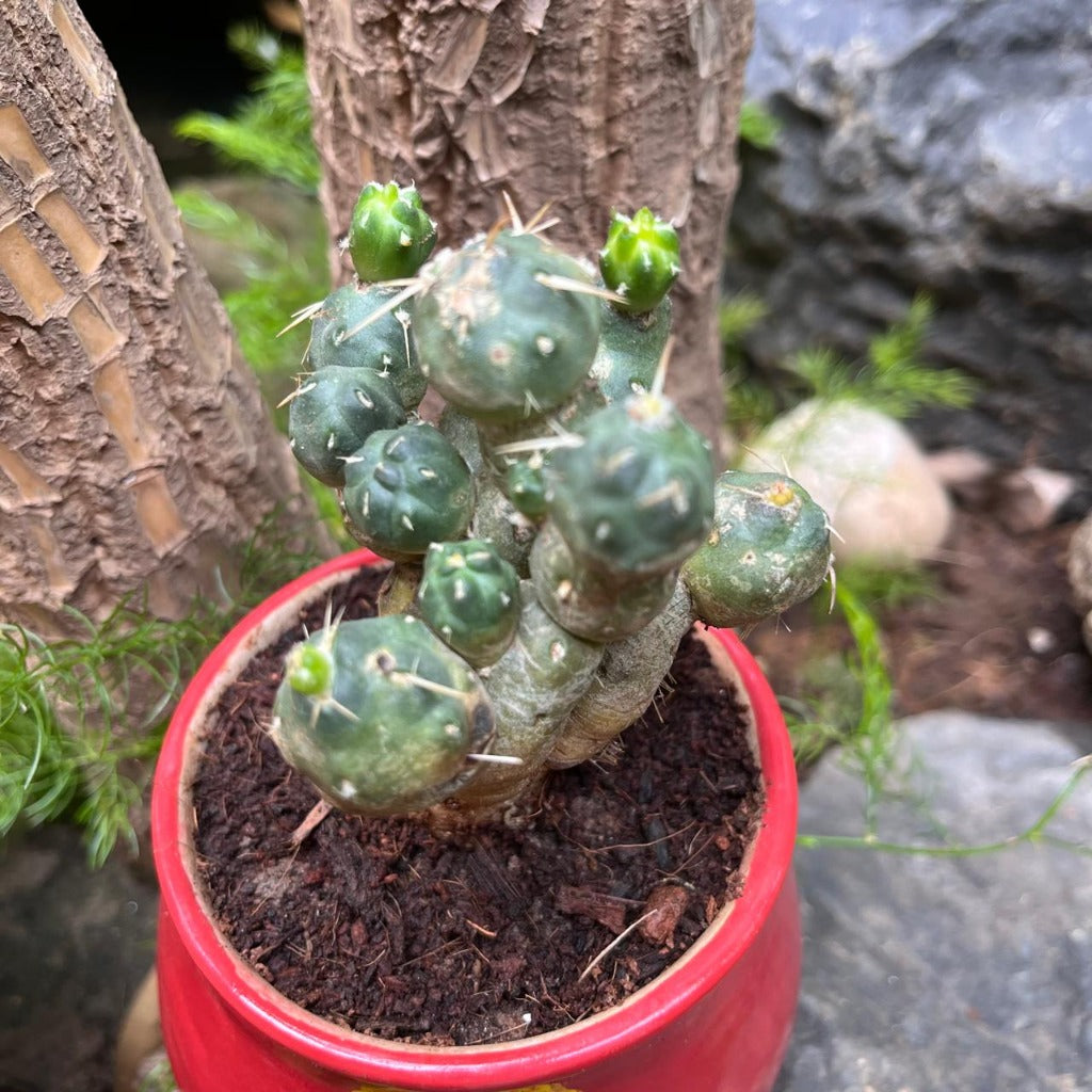  Puna Incahuasi Maihueniopsis Subterranea Cactus Plant