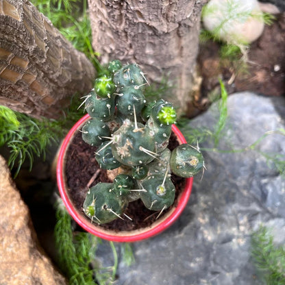  Puna Incahuasi Maihueniopsis Subterranea Cactus Plant