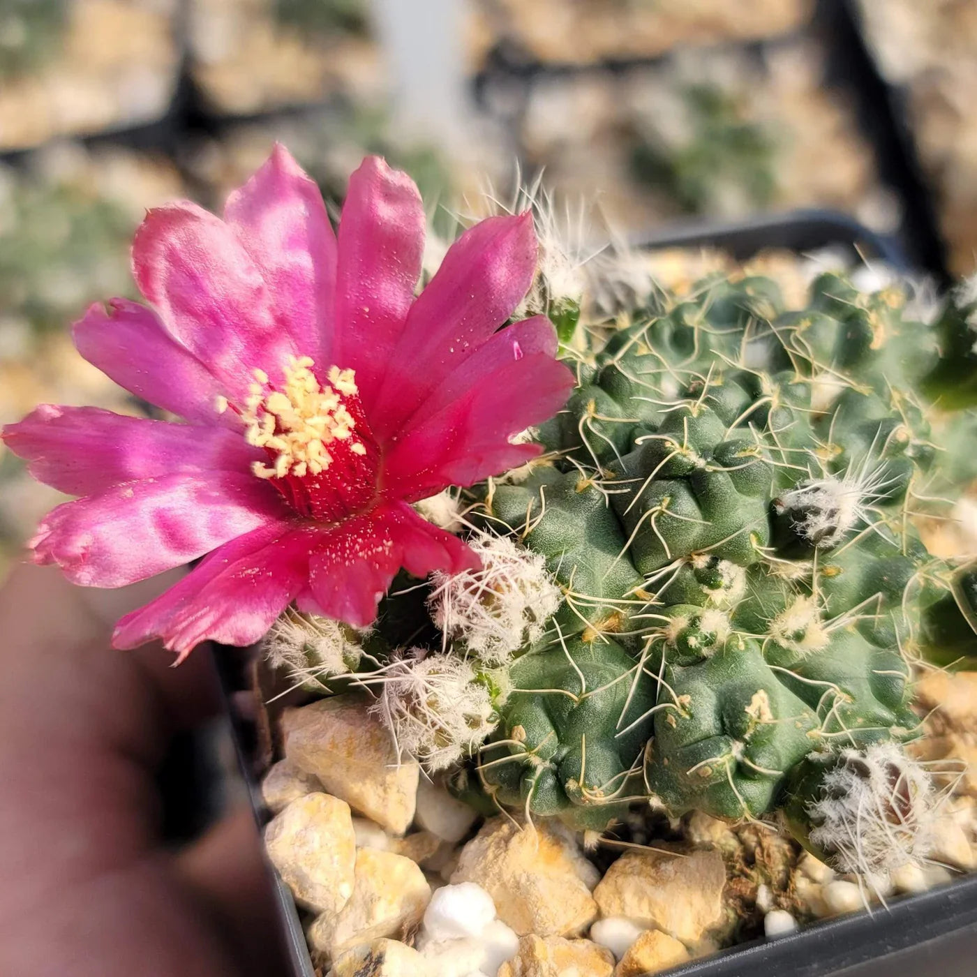  Puna Incahuasi Maihueniopsis Subterranea Cactus Plant