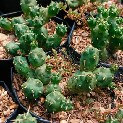  Puna Incahuasi Maihueniopsis Subterranea Cactus Plant