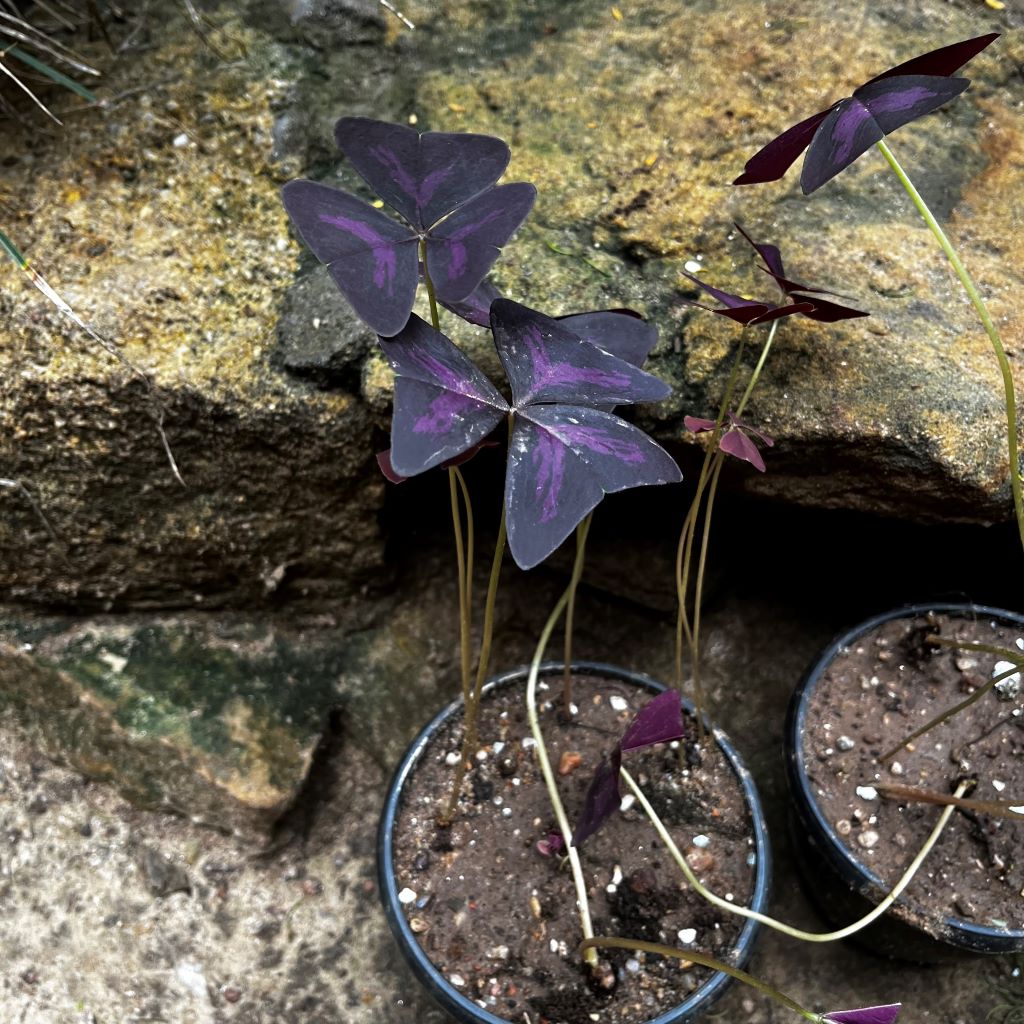  Purple Oxalis Triangularis Plant