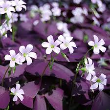  Purple Oxalis Triangularis Plant