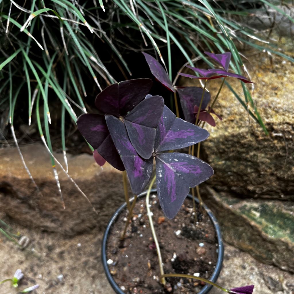  Purple Oxalis Triangularis Plant