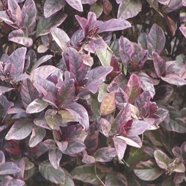  Eranthemum Purple False Plant