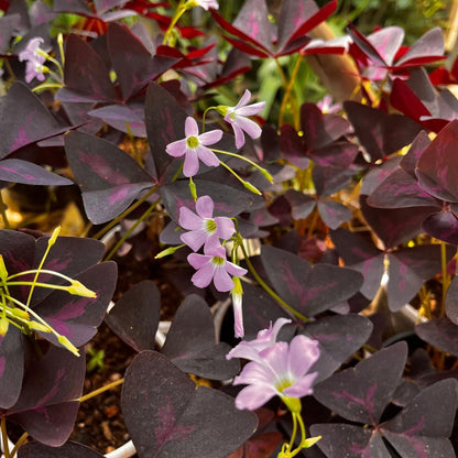  Purple Oxalis Triangularis Plant