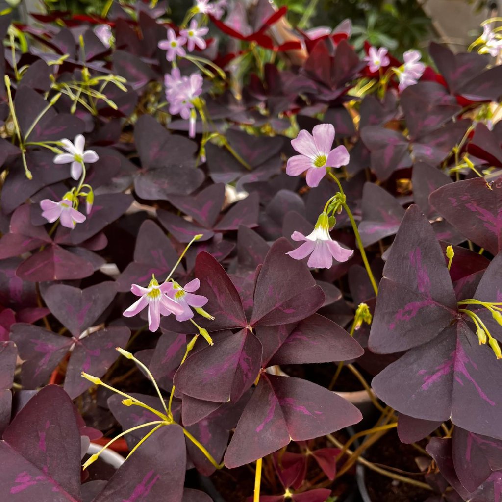  Purple Oxalis Triangularis Plant