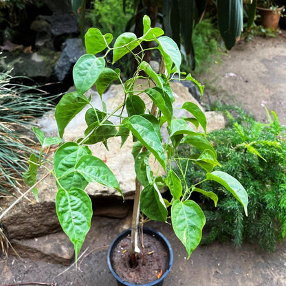  Pyrostegia Venusta Flaming Trumpet Plant