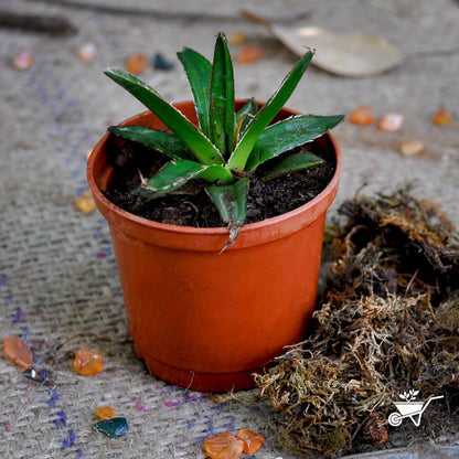  Agave Victoriae Reginae Queen Victoria Cactus Plant