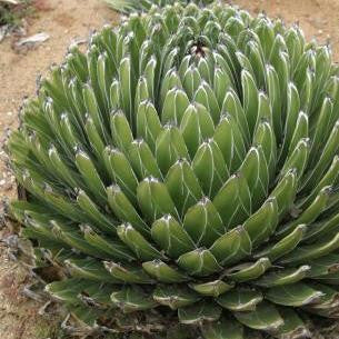  Agave Victoriae Reginae Queen Victoria Cactus Plant