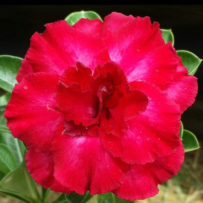  Amour Husk Adenium Plant