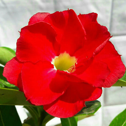  Fire Plum Adenium Plant