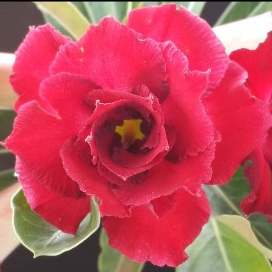  Silken Hybrid Adenium Plant