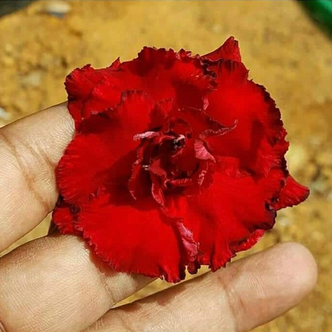  Aphrodite Adenium Plant