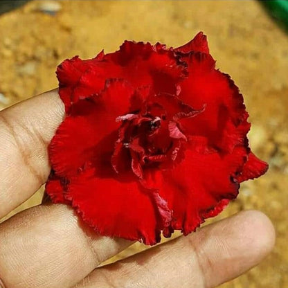  Aphrodite Adenium Plant