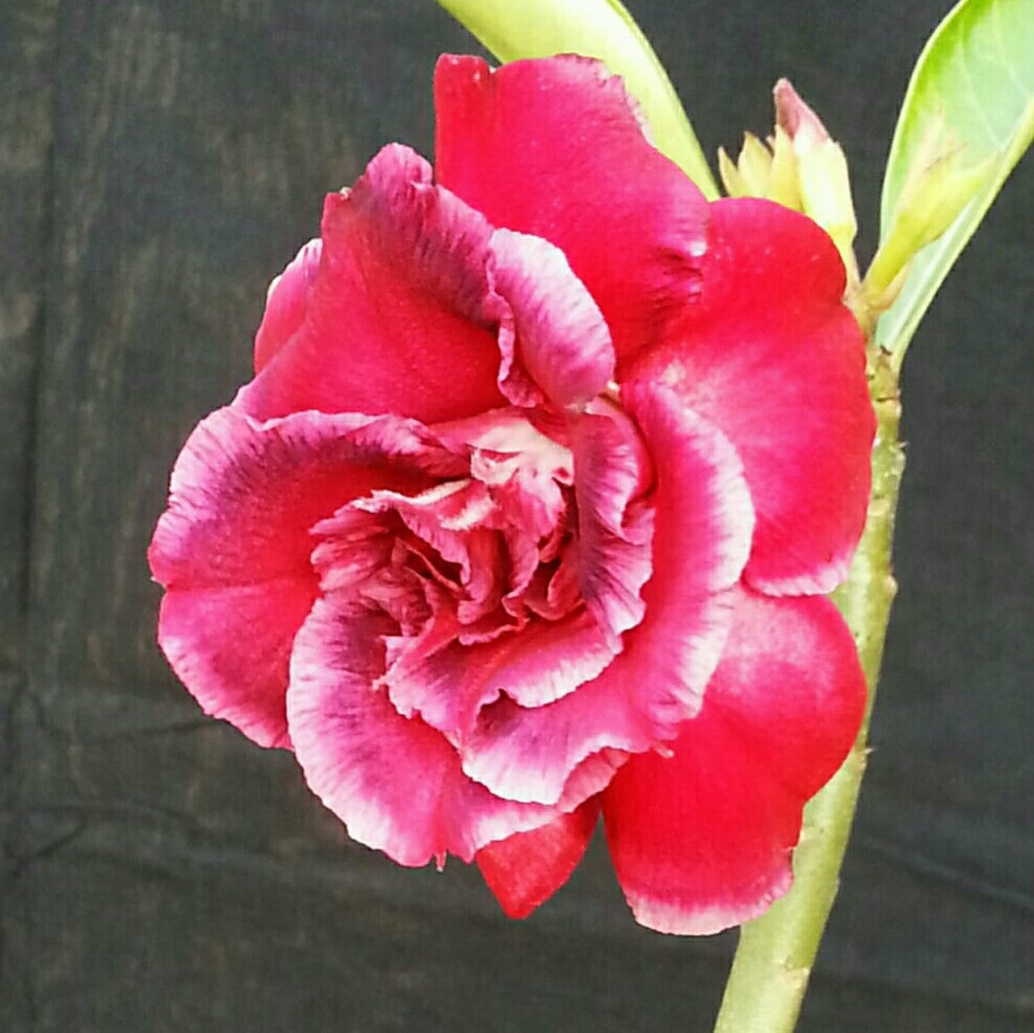 Princely Bloom Adenium Plant