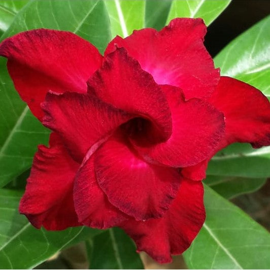  Cosmic Swirl Adenium Plant