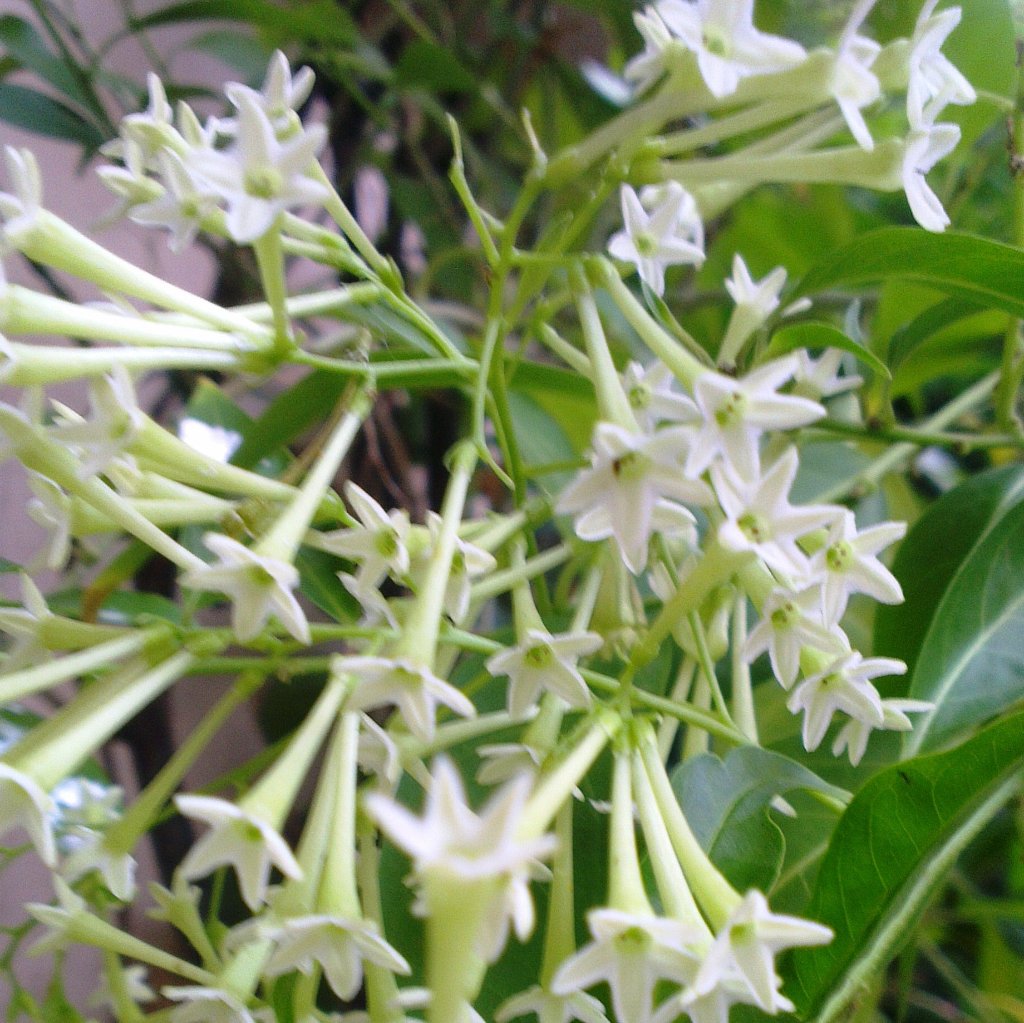  Raat Ki Raani-Night Blooming Jasmine Plant