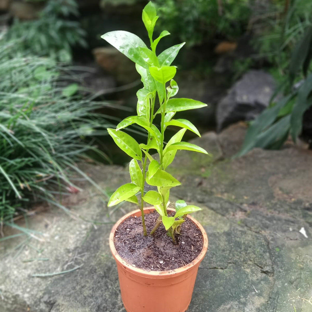  Raat Ki Raani-Night Blooming Jasmine Plant