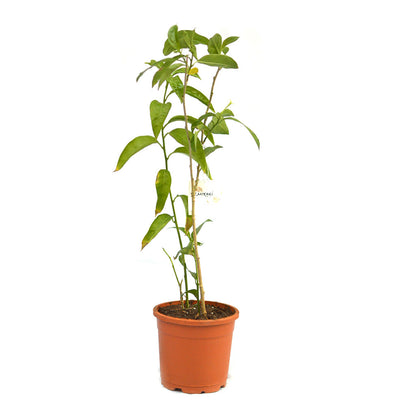  Raat Ki Raani-Night Blooming Jasmine Plant