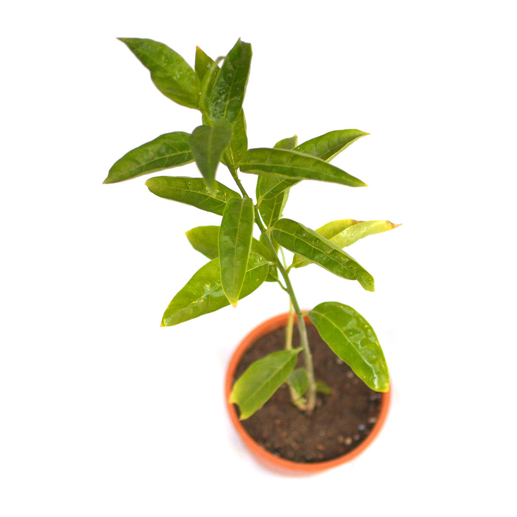  Raat Ki Raani-Night Blooming Jasmine Plant
