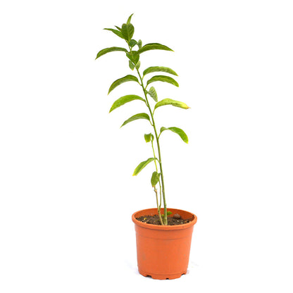  Raat Ki Raani-Night Blooming Jasmine Plant