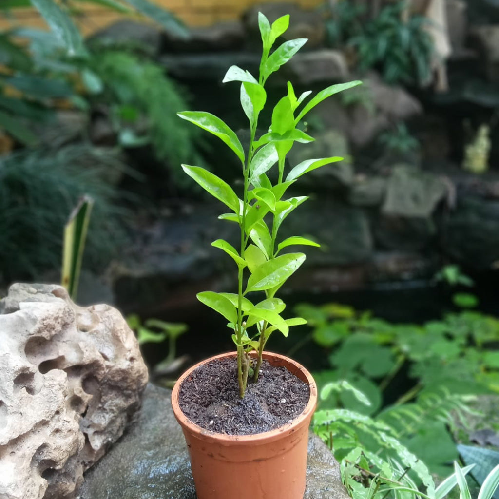  Raat Ki Raani-Night Blooming Jasmine Plant