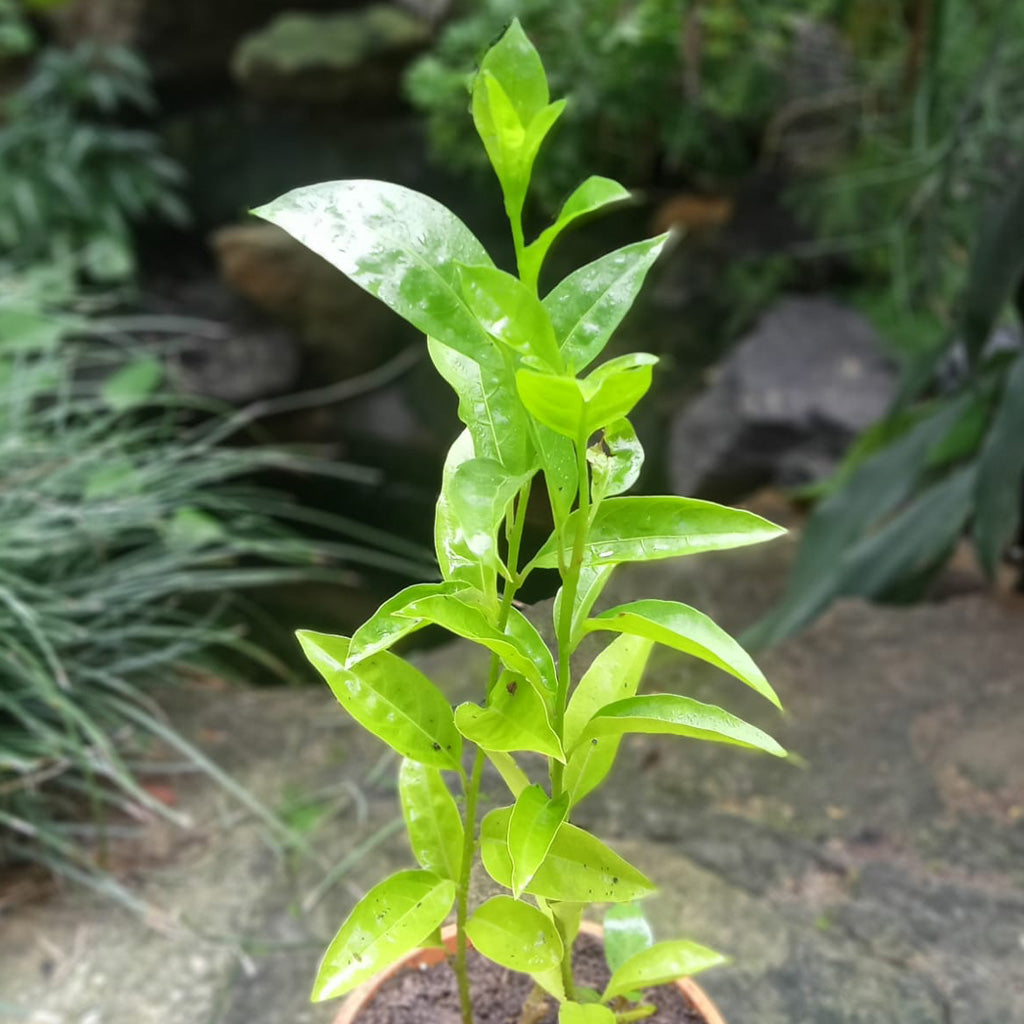  Raat Ki Raani-Night Blooming Jasmine Plant