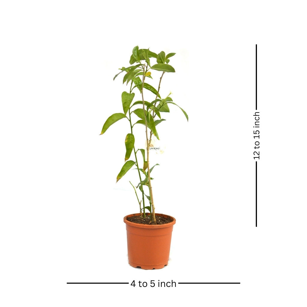  Raat Ki Raani-Night Blooming Jasmine Plant