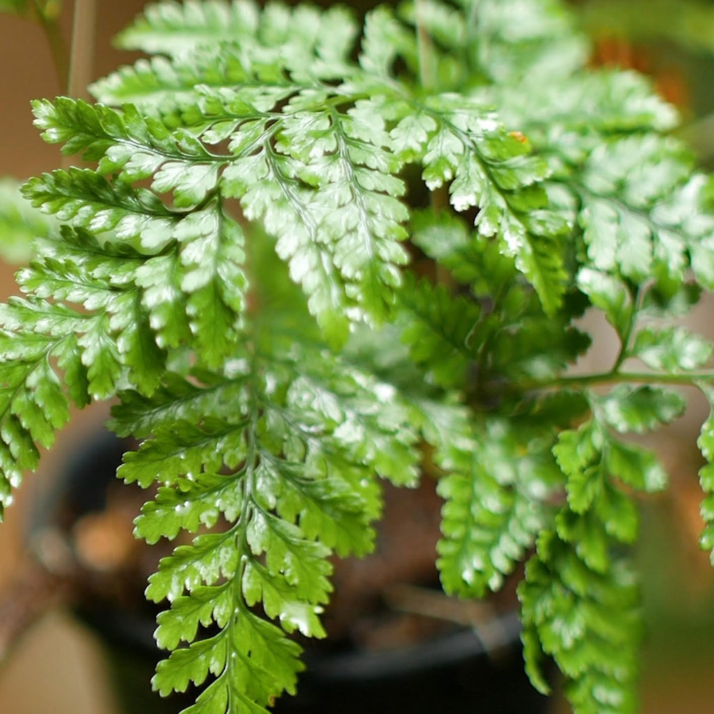  Rabbit Foot Air Purifier Fern Plant