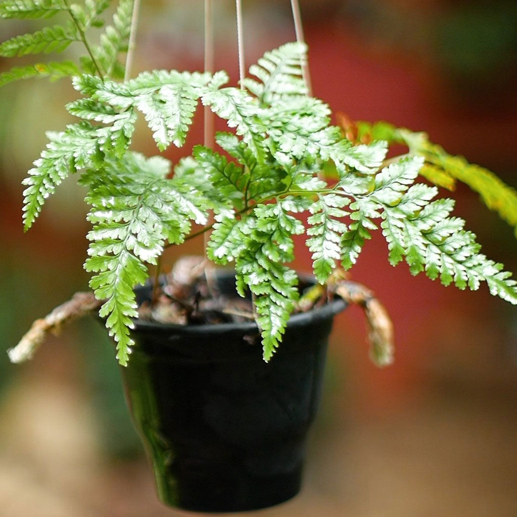  Rabbit Foot Air Purifier Fern Plant