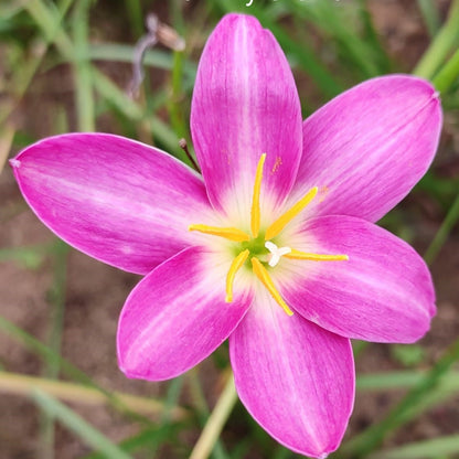  Rain Lily 'Orchid' (Bulbs)