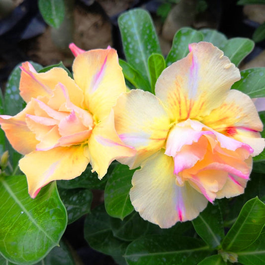  Rajasthan Adenium Plant