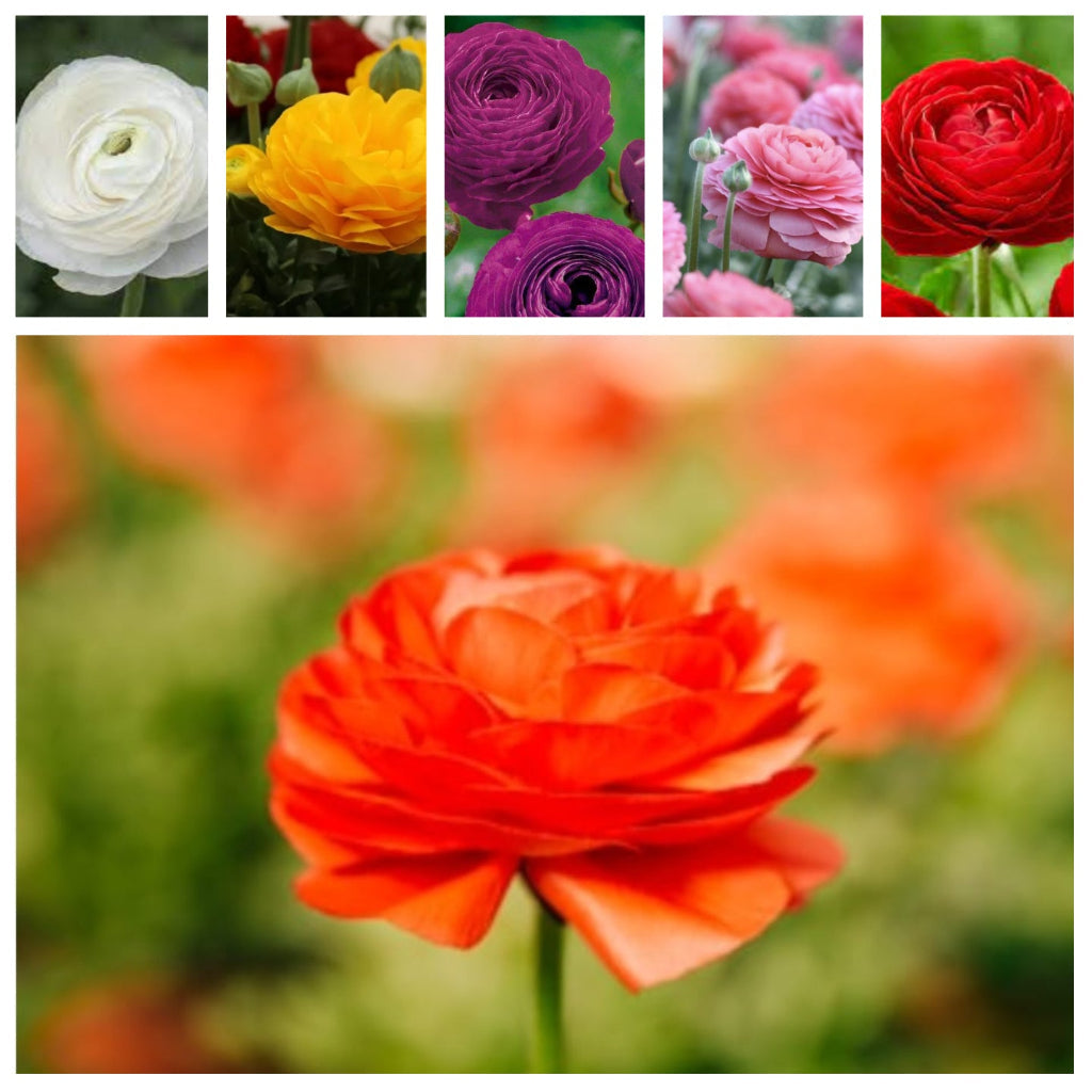  Ranunculus Asiaticus 'Aviv' Mixed (bulbs)