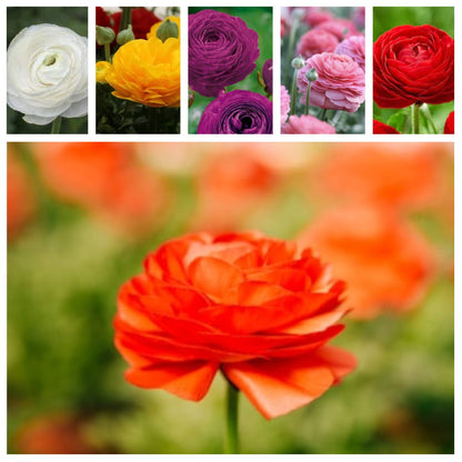  Ranunculus Asiaticus 'Aviv' Mixed (bulbs)