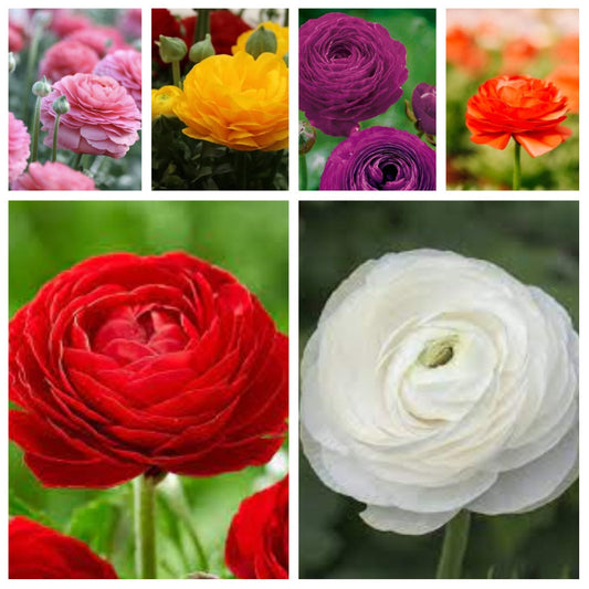  Ranunculus Asiaticus 'Aviv' Mixed (bulbs)