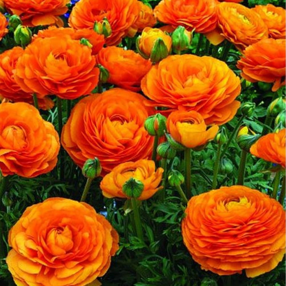  Ranunculus Asiaticus 'Aviv Oranje' (Bulbs)