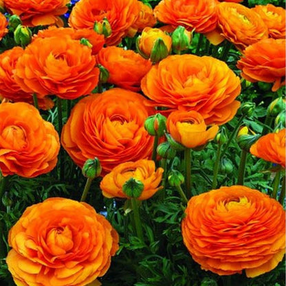  Ranunculus Asiaticus 'Aviv Oranje' (Bulbs)