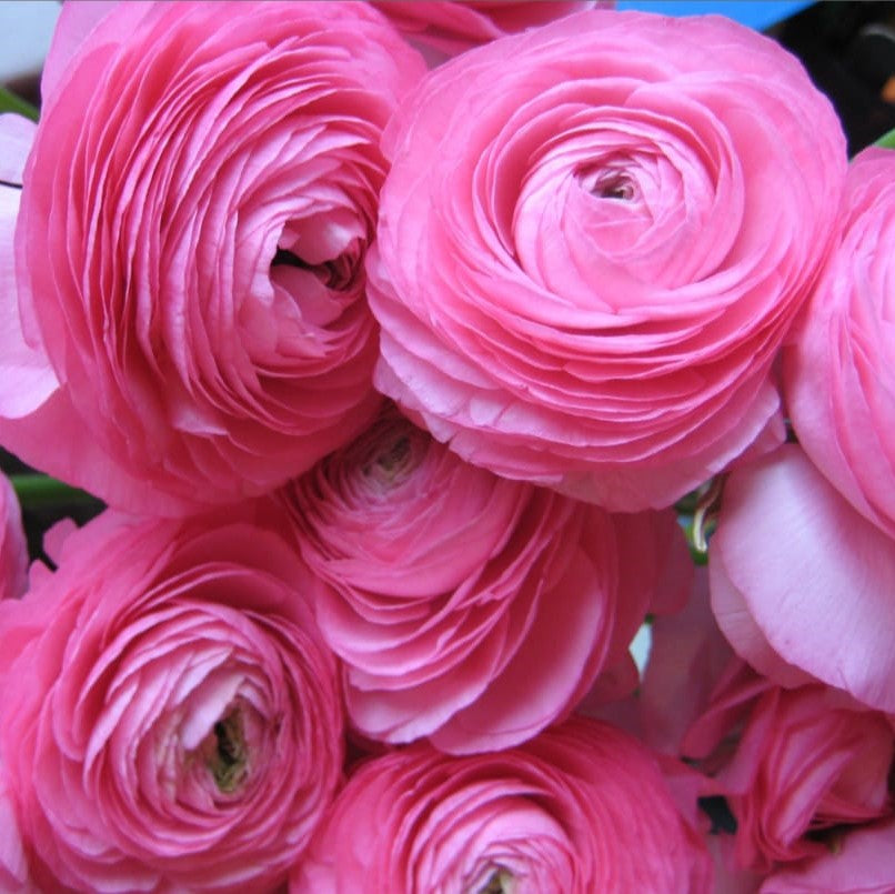  Ranunculus Asiaticus 'Aviv Roze' (Bulbs)