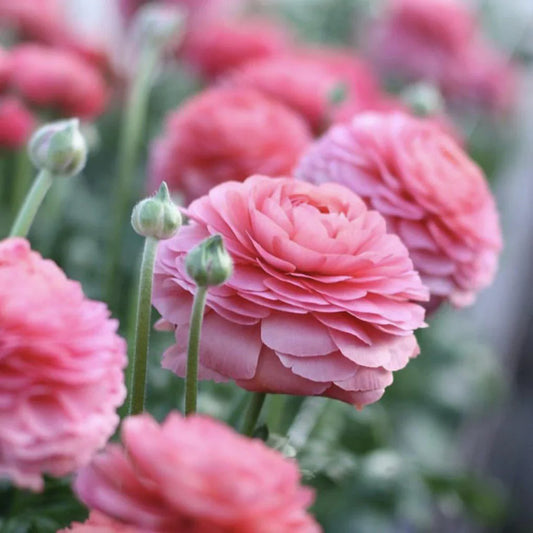  Ranunculus Asiaticus 'Aviv Roze' (Bulbs)