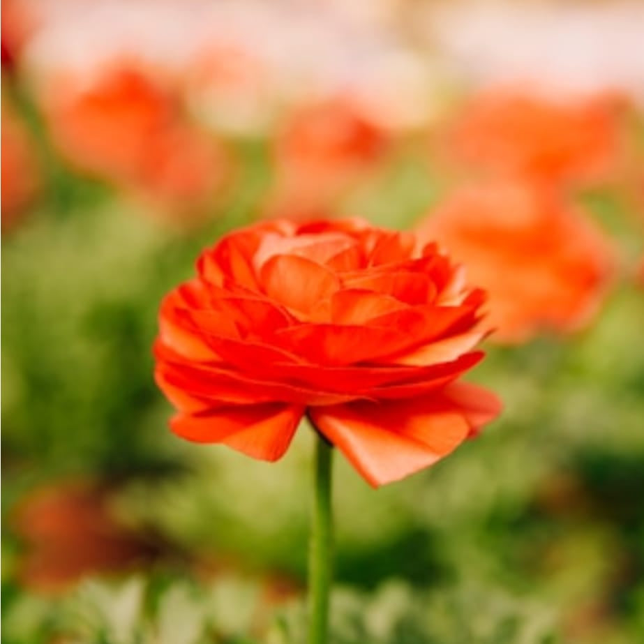  Ranunculus Asiaticus 'Aviv Oranje' (Bulbs)
