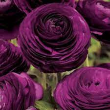  Ranunculus Asiaticus 'Aviv Paars' (Bulbs)