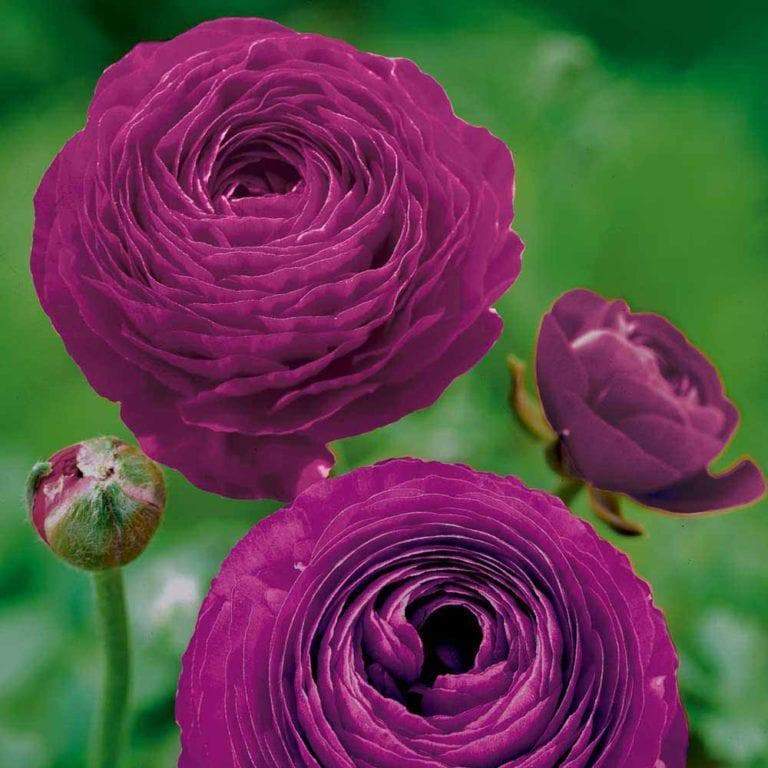 Ranunculus Asiaticus 'Aviv Paars' (Bulbs)