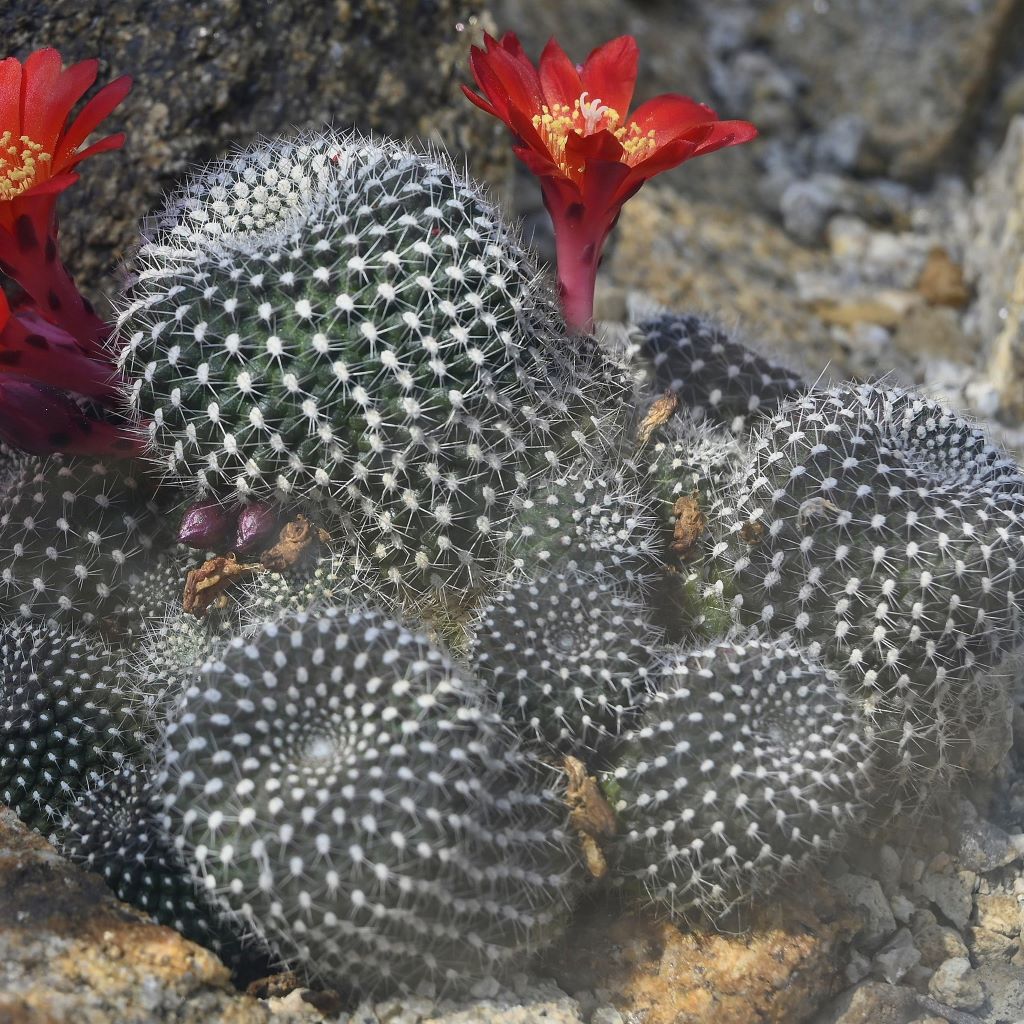  Rebutia Krainziana Cactus Plant