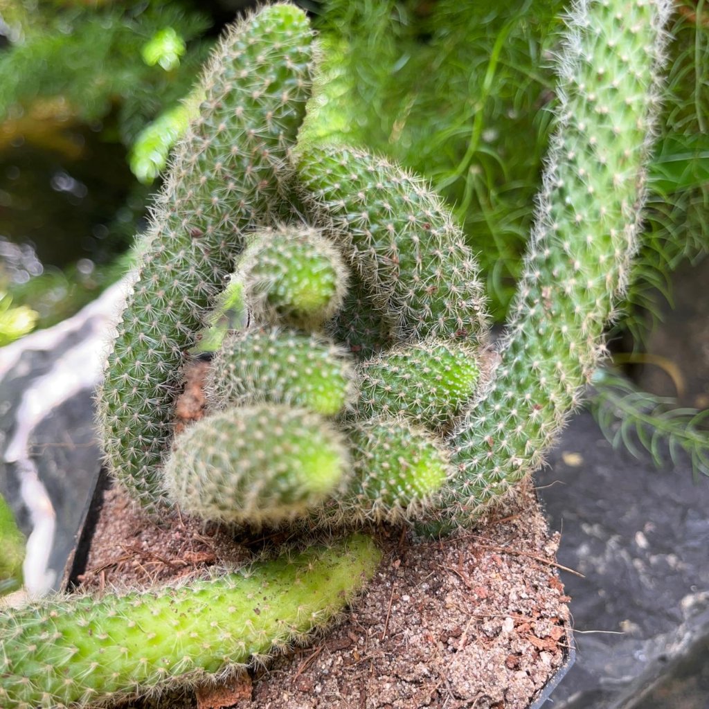  Rebutia Pulvinosa Cactus Plant
