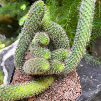  Rebutia Pulvinosa Cactus Plant
