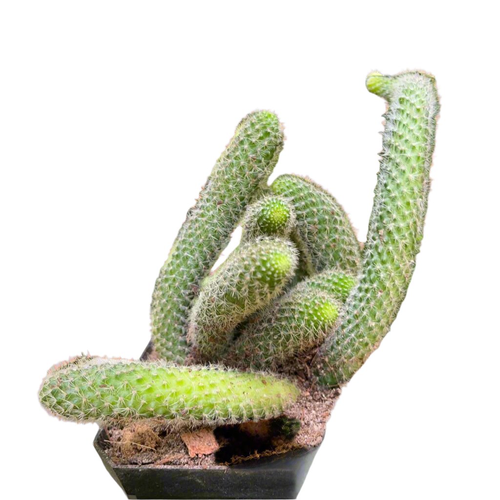  Rebutia Pulvinosa Cactus Plant