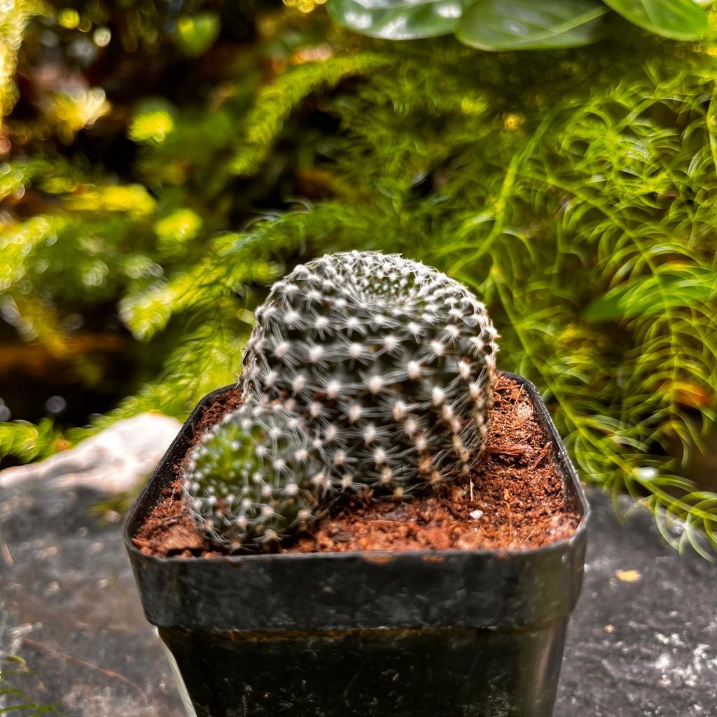  Rebutia Krainziana Cactus Plant