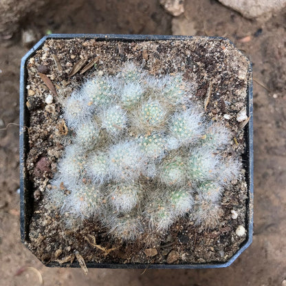  Rebutia Albiflora Cactus Plant