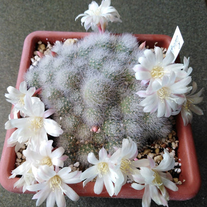  Rebutia Albiflora Cactus Plant