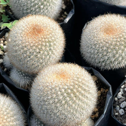  Rebutia Muscula Cactus Plant